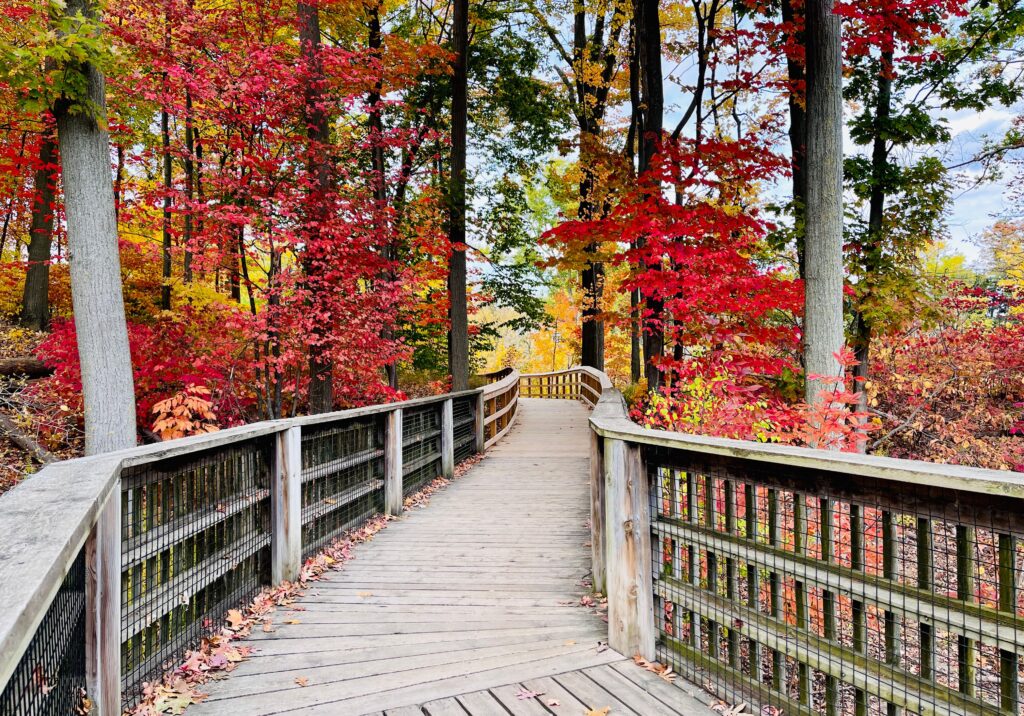 Fall in Mississauga Park